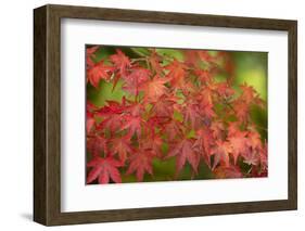 Close-up of maple leaves, Portland, Oregon, USA-Panoramic Images-Framed Photographic Print