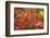 Close-up of maple leaves, Portland, Oregon, USA-Panoramic Images-Framed Photographic Print