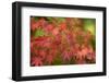 Close-up of maple leaves, Portland, Oregon, USA-Panoramic Images-Framed Photographic Print