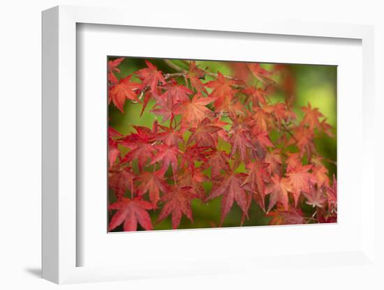 Close-up of maple leaves, Portland, Oregon, USA-Panoramic Images-Framed Photographic Print