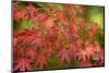 Close-up of maple leaves, Portland, Oregon, USA-Panoramic Images-Mounted Photographic Print