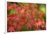 Close-up of maple leaves, Portland, Oregon, USA-Panoramic Images-Framed Photographic Print