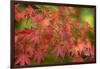 Close-up of maple leaves, Portland, Oregon, USA-Panoramic Images-Framed Photographic Print