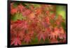 Close-up of maple leaves, Portland, Oregon, USA-Panoramic Images-Framed Photographic Print