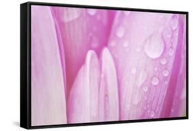 Close-Up of Meadow Saffron Crocus Petals Covered in Water Droplets, Duna Drava Np, Mohacs, Hungary-Möllers-Framed Stretched Canvas