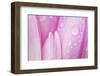 Close-Up of Meadow Saffron Crocus Petals Covered in Water Droplets, Duna Drava Np, Mohacs, Hungary-Möllers-Framed Photographic Print