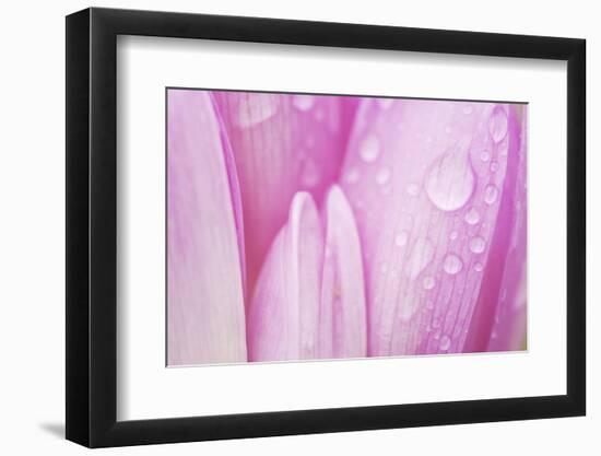 Close-Up of Meadow Saffron Crocus Petals Covered in Water Droplets, Duna Drava Np, Mohacs, Hungary-Möllers-Framed Photographic Print