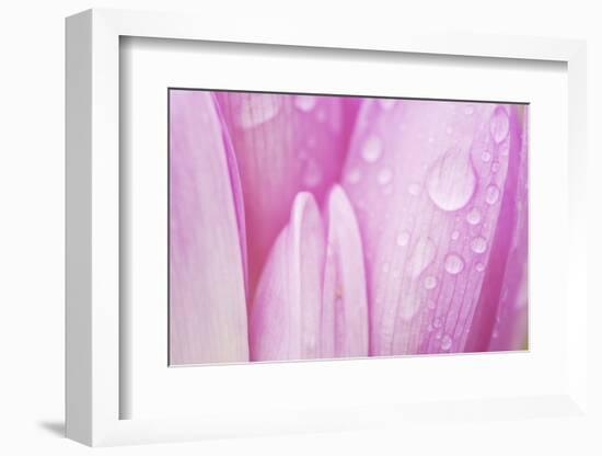 Close-Up of Meadow Saffron Crocus Petals Covered in Water Droplets, Duna Drava Np, Mohacs, Hungary-Möllers-Framed Photographic Print