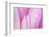 Close-Up of Meadow Saffron Crocus Petals Covered in Water Droplets, Duna Drava Np, Mohacs, Hungary-Möllers-Framed Photographic Print