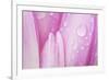 Close-Up of Meadow Saffron Crocus Petals Covered in Water Droplets, Duna Drava Np, Mohacs, Hungary-Möllers-Framed Photographic Print