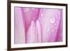 Close-Up of Meadow Saffron Crocus Petals Covered in Water Droplets, Duna Drava Np, Mohacs, Hungary-Möllers-Framed Photographic Print