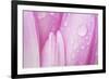 Close-Up of Meadow Saffron Crocus Petals Covered in Water Droplets, Duna Drava Np, Mohacs, Hungary-Möllers-Framed Photographic Print