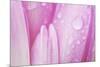 Close-Up of Meadow Saffron Crocus Petals Covered in Water Droplets, Duna Drava Np, Mohacs, Hungary-Möllers-Mounted Photographic Print