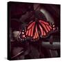 Close-Up of Monarch Butterfly-Andreas Feininger-Stretched Canvas