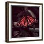 Close-Up of Monarch Butterfly-Andreas Feininger-Framed Photographic Print