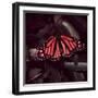 Close-Up of Monarch Butterfly-Andreas Feininger-Framed Photographic Print