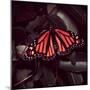 Close-Up of Monarch Butterfly-Andreas Feininger-Mounted Photographic Print