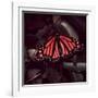 Close-Up of Monarch Butterfly-Andreas Feininger-Framed Photographic Print