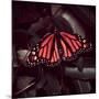 Close-Up of Monarch Butterfly-Andreas Feininger-Mounted Photographic Print