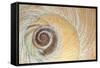 Close-Up of Moon Snail Shell, Seabeck, Washington, USA-Jaynes Gallery-Framed Stretched Canvas