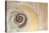 Close-Up of Moon Snail Shell, Seabeck, Washington, USA-Jaynes Gallery-Stretched Canvas