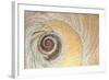 Close-Up of Moon Snail Shell, Seabeck, Washington, USA-Jaynes Gallery-Framed Photographic Print