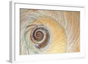 Close-Up of Moon Snail Shell, Seabeck, Washington, USA-Jaynes Gallery-Framed Photographic Print