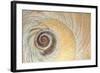 Close-Up of Moon Snail Shell, Seabeck, Washington, USA-Jaynes Gallery-Framed Photographic Print