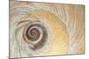 Close-Up of Moon Snail Shell, Seabeck, Washington, USA-Jaynes Gallery-Mounted Photographic Print