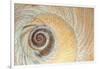 Close-Up of Moon Snail Shell, Seabeck, Washington, USA-Jaynes Gallery-Framed Photographic Print