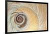 Close-Up of Moon Snail Shell, Seabeck, Washington, USA-Jaynes Gallery-Framed Photographic Print