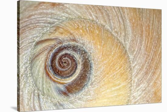 Close-Up of Moon Snail Shell, Seabeck, Washington, USA-Jaynes Gallery-Stretched Canvas