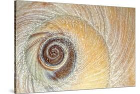 Close-Up of Moon Snail Shell, Seabeck, Washington, USA-Jaynes Gallery-Stretched Canvas