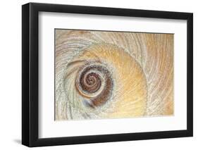 Close-Up of Moon Snail Shell, Seabeck, Washington, USA-Jaynes Gallery-Framed Photographic Print