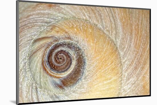 Close-Up of Moon Snail Shell, Seabeck, Washington, USA-Jaynes Gallery-Mounted Photographic Print