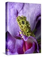 Close-Up of Mossy Tree Frog on Flower, Vietnam-Jim Zuckerman-Stretched Canvas