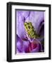 Close-Up of Mossy Tree Frog on Flower, Vietnam-Jim Zuckerman-Framed Photographic Print