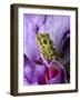 Close-Up of Mossy Tree Frog on Flower, Vietnam-Jim Zuckerman-Framed Photographic Print