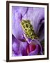 Close-Up of Mossy Tree Frog on Flower, Vietnam-Jim Zuckerman-Framed Photographic Print