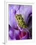 Close-Up of Mossy Tree Frog on Flower, Vietnam-Jim Zuckerman-Framed Photographic Print