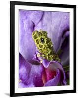 Close-Up of Mossy Tree Frog on Flower, Vietnam-Jim Zuckerman-Framed Photographic Print