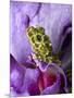 Close-Up of Mossy Tree Frog on Flower, Vietnam-Jim Zuckerman-Mounted Photographic Print