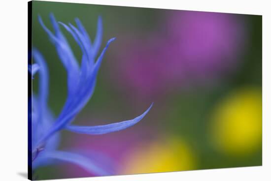 Close-Up of Mountain Cornflower (Centaurea Montana) Flower, Liechtenstein, July 2009-Giesbers-Stretched Canvas