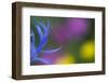 Close-Up of Mountain Cornflower (Centaurea Montana) Flower, Liechtenstein, July 2009-Giesbers-Framed Photographic Print