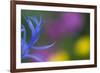 Close-Up of Mountain Cornflower (Centaurea Montana) Flower, Liechtenstein, July 2009-Giesbers-Framed Photographic Print