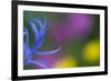 Close-Up of Mountain Cornflower (Centaurea Montana) Flower, Liechtenstein, July 2009-Giesbers-Framed Photographic Print