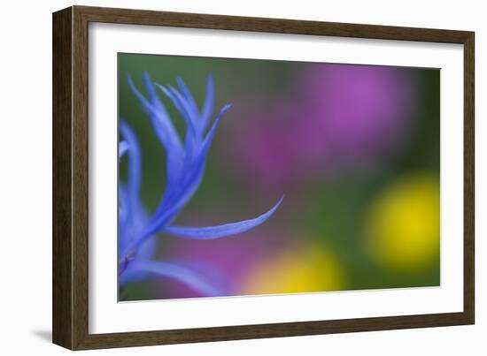 Close-Up of Mountain Cornflower (Centaurea Montana) Flower, Liechtenstein, July 2009-Giesbers-Framed Photographic Print