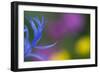 Close-Up of Mountain Cornflower (Centaurea Montana) Flower, Liechtenstein, July 2009-Giesbers-Framed Photographic Print