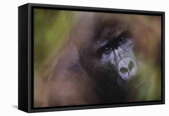 Close-Up of Mountain Gorilla-Paul Souders-Framed Stretched Canvas