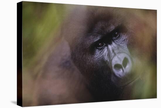 Close-Up of Mountain Gorilla-Paul Souders-Stretched Canvas